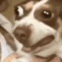 dogTrip emote