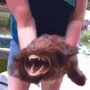 Bark emote