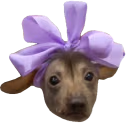 creatureCute emote
