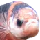 835488230803505182 emote