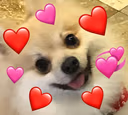Hearts_Dog_Love emote