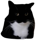maxwelljudge emote