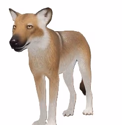 EcosAridCoat emote