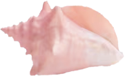 shell_3 emote