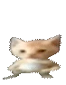 wawaBaby emote