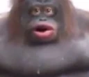 Weird_Gorilla emote