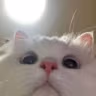CE_Looking2 emote