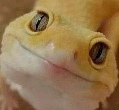 LeopardGeckoFace emote
