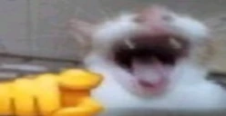 WAJAJA emote