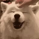 goodDoge animated emote