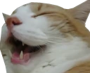 CatLul emote