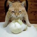 BrorALMOSTeatingCabbage emote