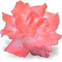 flower_rose emote