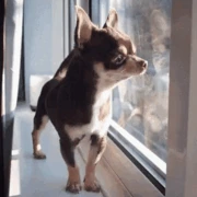 chihuahua_awaawa emote