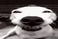 DogLookingSussyAndHappy emoji