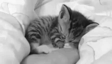 sleep emote