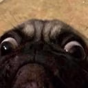 PugOMG emote