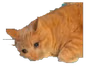 battaniyeyok emote