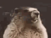 BOBRING emote