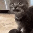 CatAttack emote