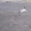 CatOuch emote