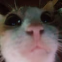 CE_Looking3 emote