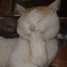 CE_CatGiggle emote