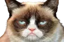 grumpycat emote