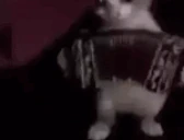 acordeon emote