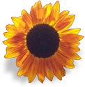 sunflower emote