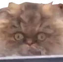 126_CrackheadCat emote