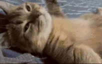 CatChill emote