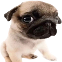 pug static emote
