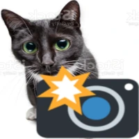 cameracat emote