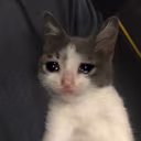 CE_sadcat9 emote