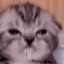 moreHiccups emote