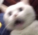 CE_shake2 emote