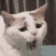 catYawn emote