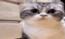 WhatIsThat emote