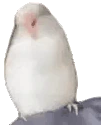 BirbWiggle emote