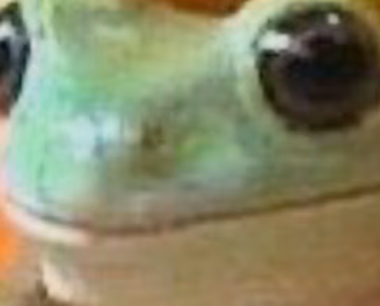 admirefrog emote