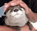 pat emote