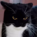 BigBoobsStare emote