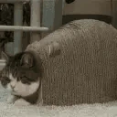 catEXCUSEME emote
