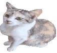 Lalawiggle emote