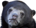 confession_bear static emote