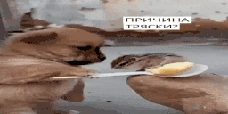 prichinatryaski emote