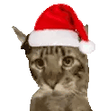 CatJAM animated emote