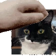busya emote
