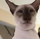 siamcat emote